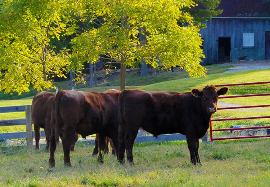 Golden Lamb - Cattle